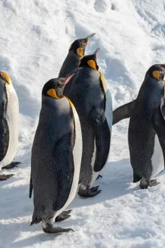 King Penguin walk for exercise Stock Photos