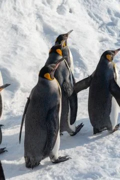 King Penguin walk for exercise Stock Photos