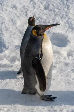 King Penguin walk for exercise Stock Photos