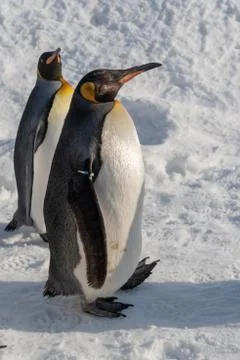 King Penguin walk for exercise Stock Photos