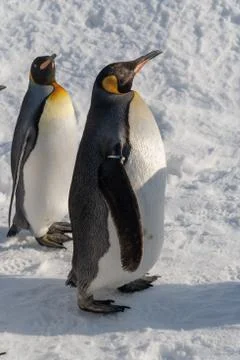 King Penguin walk for exercise Stock Photos