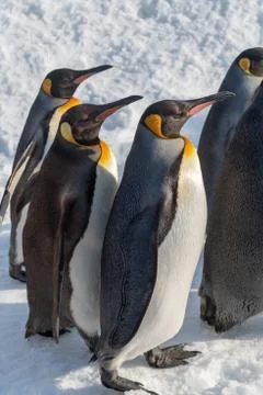 King Penguin walk for exercise Stock Photos