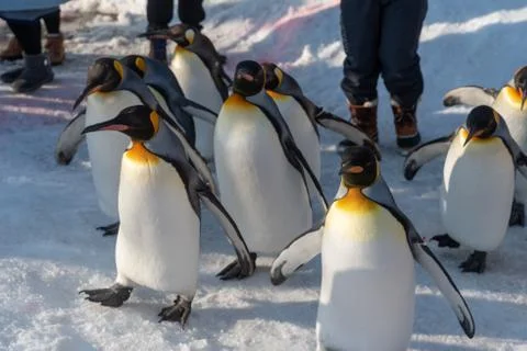 King Penguin walk for exercise Stock Photos