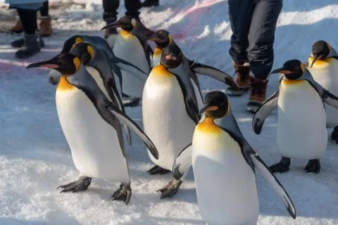 King Penguin walk for exercise Stock Photos
