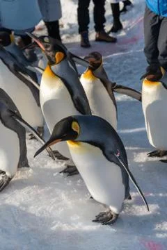 King Penguin walk for exercise Stock Photos