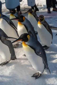 King Penguin walk for exercise Stock Photos