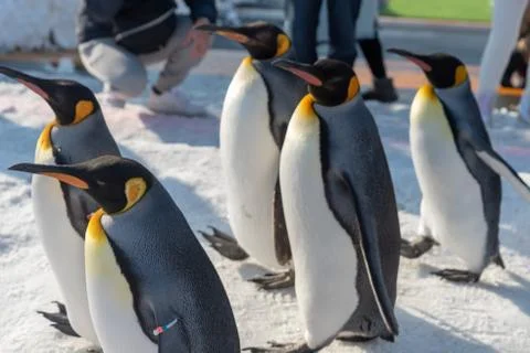 King Penguin walk for exercise Stock Photos