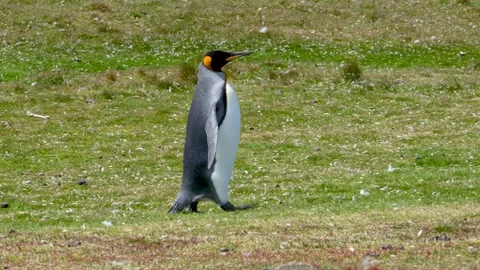 King Penguin Walking Across Grass Camera Follows Him Colony Stock Footage 277918355