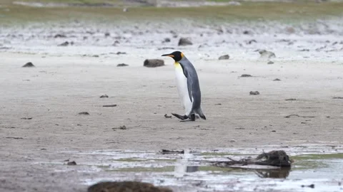 King Penguin Walking Alone on Beach. Camera Pans with Him Left. Water, Sand.. Stock Footage 339510482