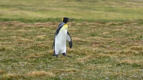 King Penguin Walking Alone on Grass in Colony in the Falkland Islands Near .. Stockbeeldmateriaal 339510401