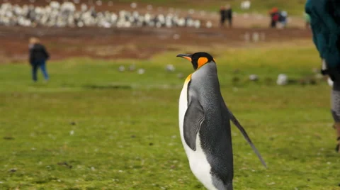 King Penguin walking alone towards the colony. 動画素材 58240109