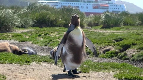 King penguin walking with expedition ship background, 4K Stock Footage 332359133