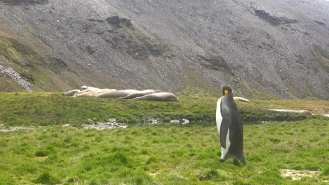 King penguin walking through grassland South Georgia, 4K Stock Footage 332359203