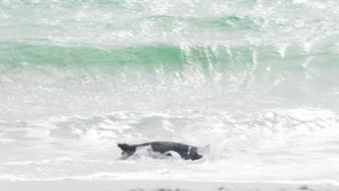 King Penguin Walks on Beach And Dives Into Water Swimming. Stock Footage 277918243