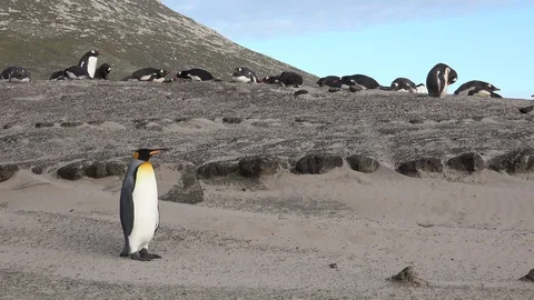 A king penguin walks a few steps on the beach of Saunders Island Stock Footage 99579347