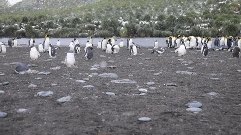 King Penguin walks in to shot.  Stock Footage 104983053