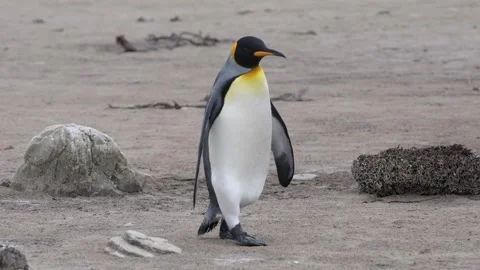 King Penguin Walks Towards Us on the Beach in the Falkland Islands. He Step.. Stock Footage 339510507