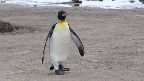 King Penguin Walks Towards Us on the Beach in the Falkland Islands. Water i.. Stock Footage 339510520