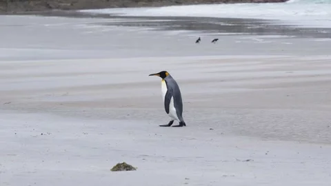 King Penguin Wandering Beach Alone Wide Shot Sand Flying Birds in Backgroun.. Stock Footage 339510485