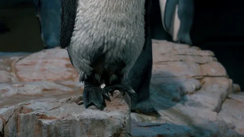 King penguin in the zoo Stock Footage 73483754
