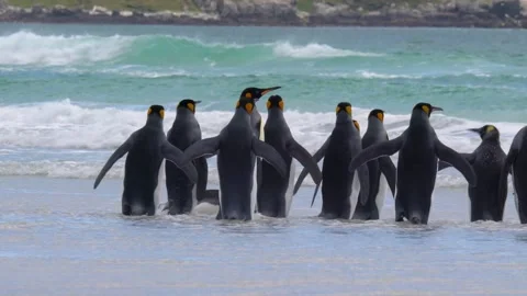 King Penguins Antarctica Cruise Excursion Playing in the Ocean Standing Stock Footage 277918298