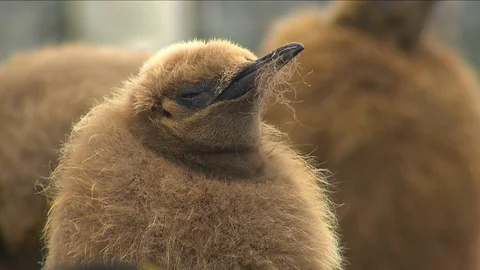 King Penguins in Antarctica Stock-Footage 114415859