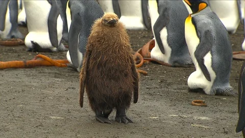 King Penguins in Antarctica Stock Footage 114467886