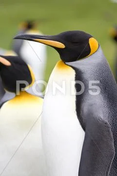 King Penguins - Aptenodytes patagonicus - Falkland Islands Stock Photos