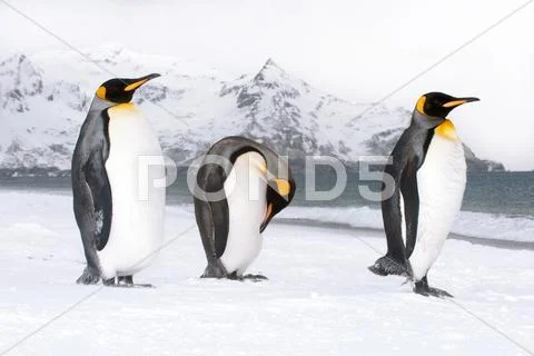 King penguins (Aptenodytes patagonicus) loafing on the beach, Island of South Stock Photos