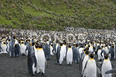 King penguins (aptenodytes patagonicus) Stock Photos