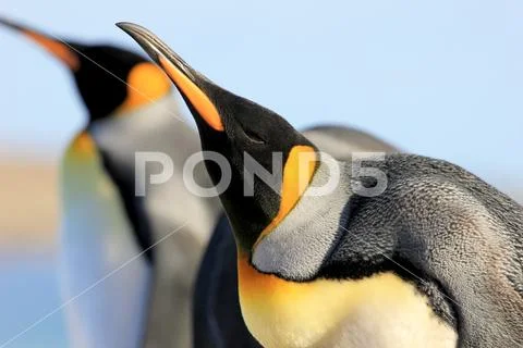 King penguins, aptenodytes patagonicus, Saunders, Falkland Islands Stock Photos