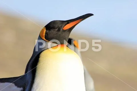King penguins, aptenodytes patagonicus, Saunders, Falkland Islands Stock Photos