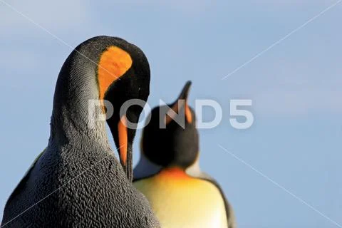 King penguins, aptenodytes patagonicus, Saunders, Falkland Islands Stock Photos