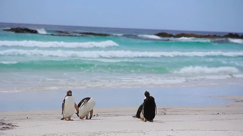 King Penguins on the Beach with Blue Waves Crashing Behind - Falkland Islands Stock-Footage 84294094