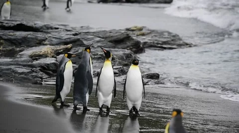 King Penguins on the beach Vídeo Stock 62451876