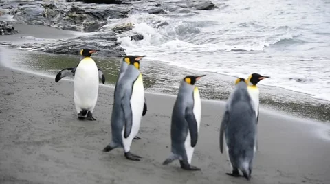 King Penguins on the beach Stock Footage 62451908