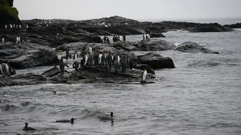 King Penguins on the beach Stock Footage 62451920