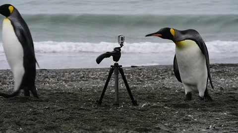 King Penguins on the beach Stock Footage 62452153