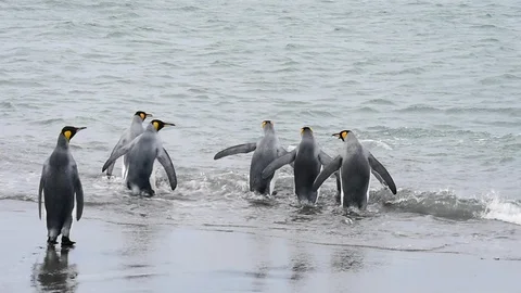 King Penguins on beach Stock Footage 90464508