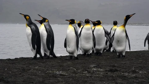 King Penguins on the beach Stock Footage 94805549