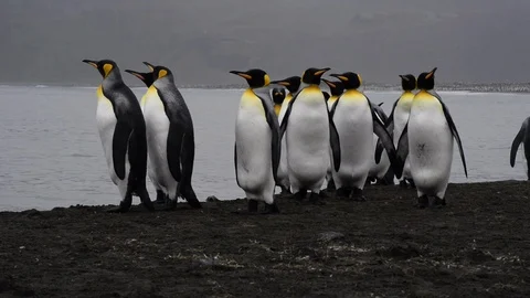 King Penguins on the beach Stock Footage 95388565