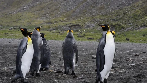 King Penguins on the beach Stock Footage 95388675