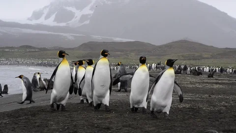 King Penguins on the beach Stock Footage 95388865
