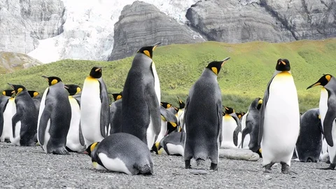 King Penguins on the beach Stock Footage 95389059