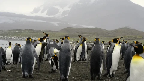King Penguins on the beach Stock Footage 95389384