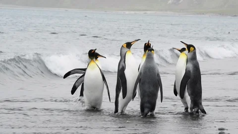 King Penguins on the beach Stock Footage 95389618