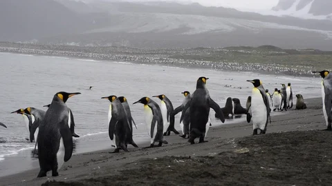 King Penguins on the beach Stock Footage 95389745