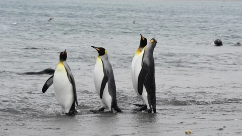 King Penguins on the beach Stock Footage 95389902