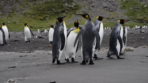 King Penguins on the beach Stock Footage 95390106