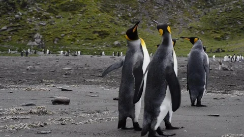 King Penguins on the beach Stock Footage
